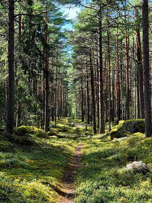 Tallinna ringkonna suvepevad Vsul ehk kuidas naiskodukaitsja lgastub